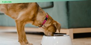 homemade dog food recipes for beginners