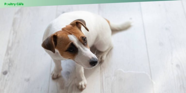 View of Housebreaking 101: Potty Training Tips for a Happy Home