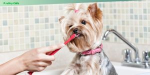 how to brush your dog's teeth the right way