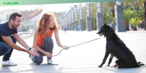 how to train a stubborn dog