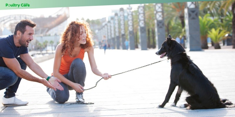 how to train a stubborn dog