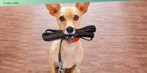 leash training tips for beginners