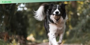 most energetic dog breeds and how to handle them