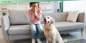 recognizing and treating dog allergies