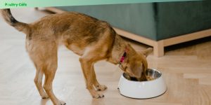 signs your dog has a food allergy