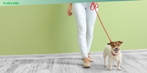 small dog breeds with big personalities