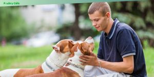 smartest dog breeds and their training potential