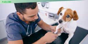 the importance of regular nail trimming