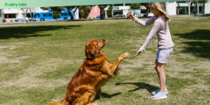 tips for training an older dog