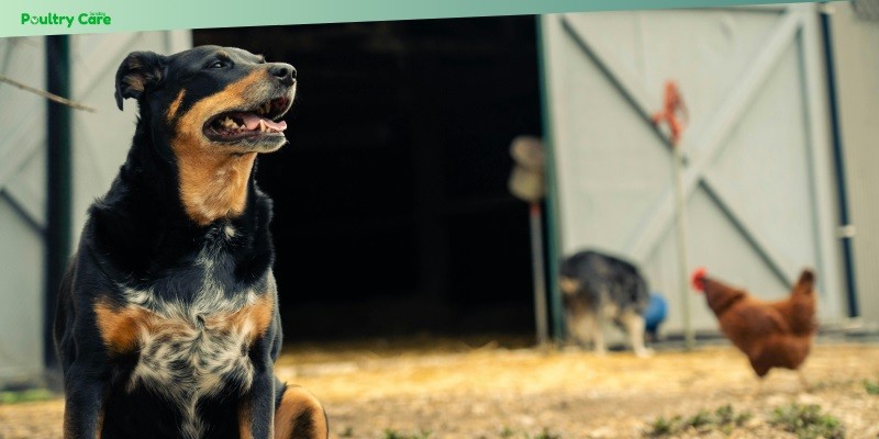 top 10 dog breeds for farm life