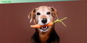 vegetables safe for dogs to eat