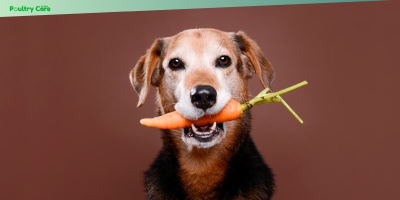 vegetables safe for dogs to eat