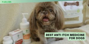 best anti itch medicine for dogs