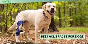 best acl braces for dogs