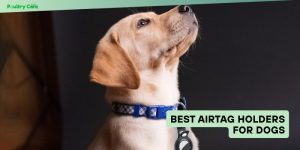 best airtag holders for dogs