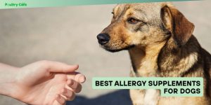 best allergy supplements for dogs