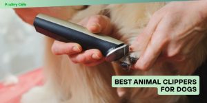 best animal clippers for dogs