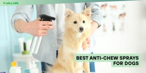 best anti-chew sprays for dogs