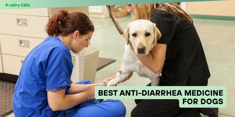 best anti-diarrhea medicine for dogs