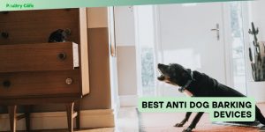 best anti dog barking devices