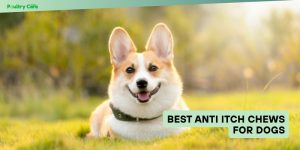 best anti itch chews for dogs