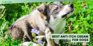 best anti itch cream for dogs
