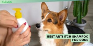 best anti itch shampoo for dogs