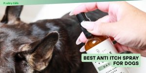 best anti itch spray for dogs