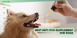 best anti itch supplement for dogs