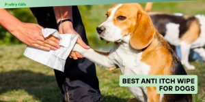 best anti itch wipe for dogs