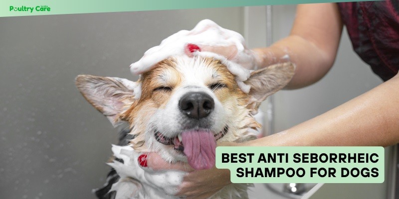 best anti seborrheic shampoo for dogs