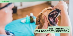 best antibiotic for dog tooth infection