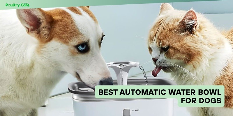 best automatic water bowl for dogs