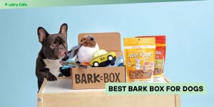 best bark box for dogs