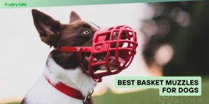 best basket muzzles for dogs