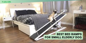 best bed ramps for small elderly dog