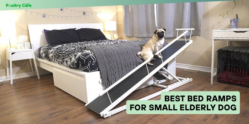best bed ramps for small elderly dog