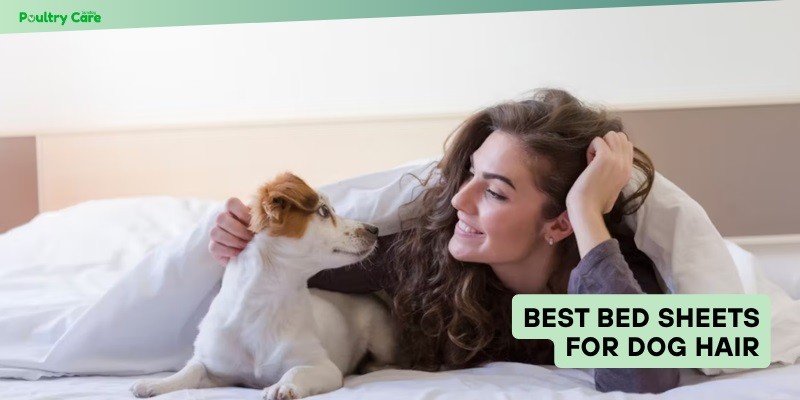 best bed sheets for dog hair