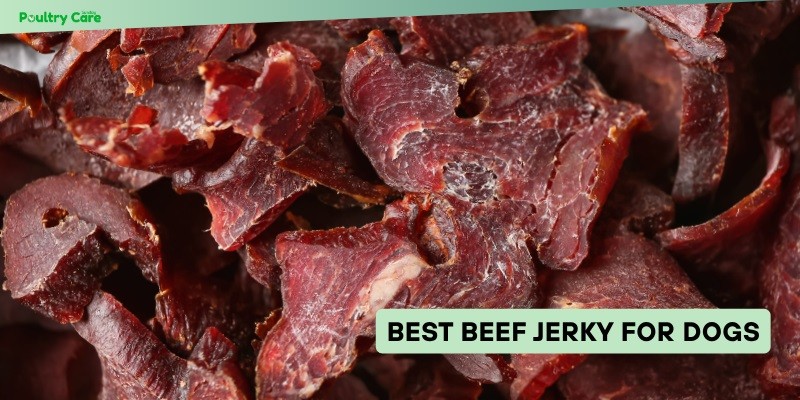 best beef jerky for dogs