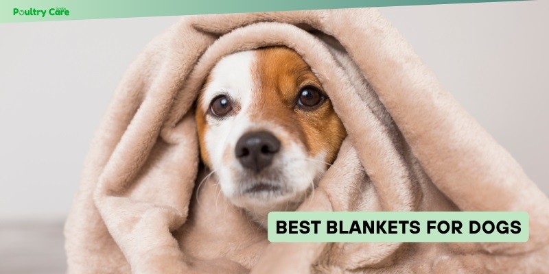 best blankets for dogs