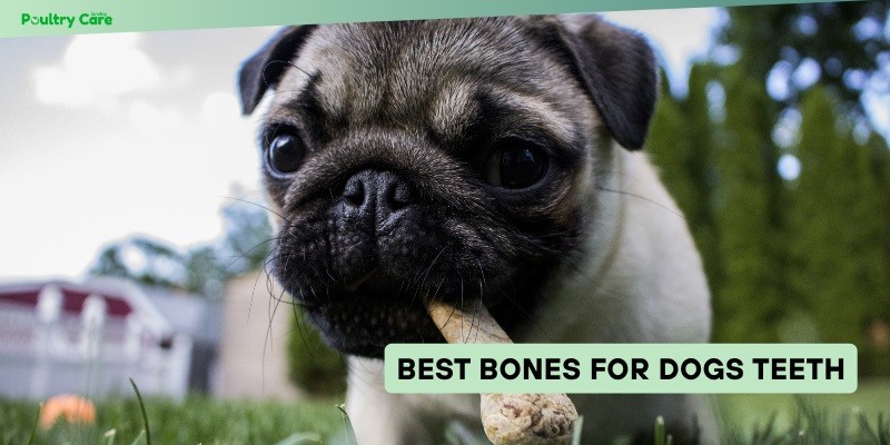 best bones for dogs teeth
