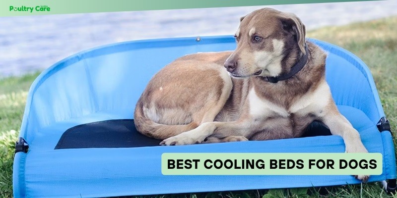 best cooling beds for dogs