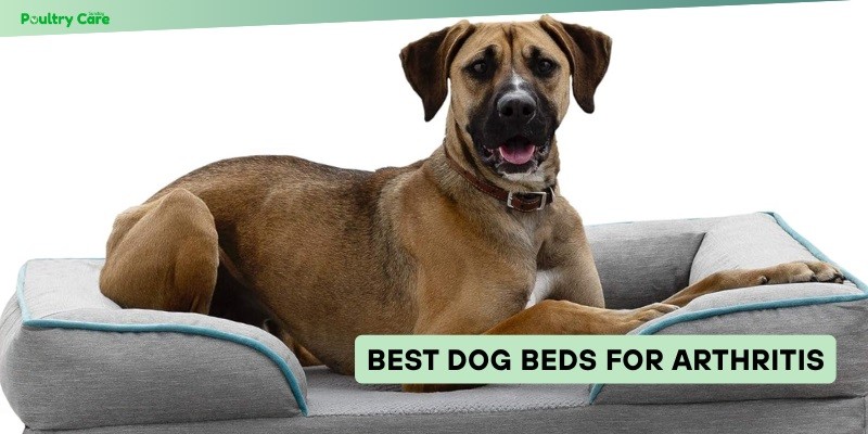 best dog beds for arthritis