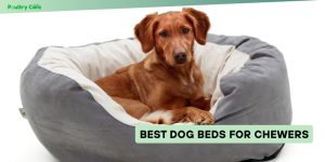 best dog beds for chewers
