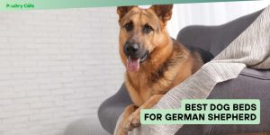 best dog beds for german shepherd