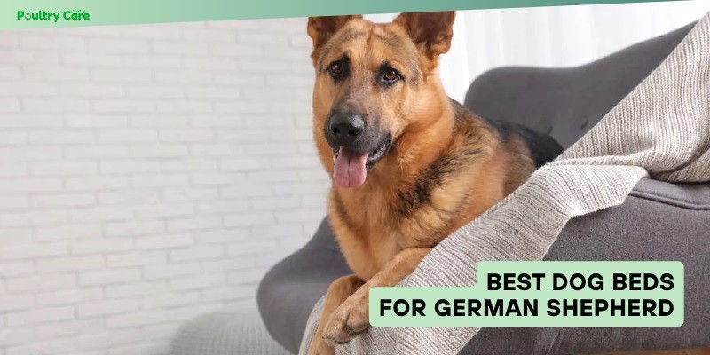 best dog beds for german shepherd
