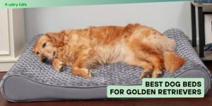 best dog beds for golden retrievers