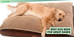 best dog beds for great danes