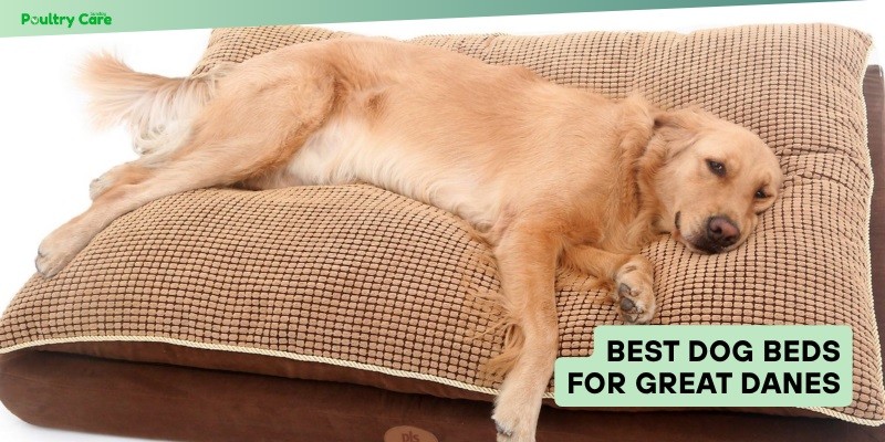 best dog beds for great danes