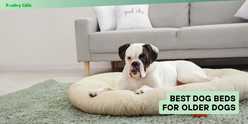 best dog beds for older dogs